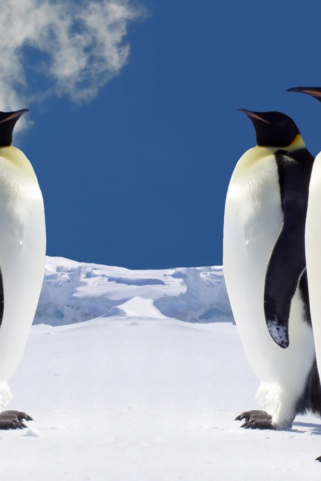 Императорские пингвины