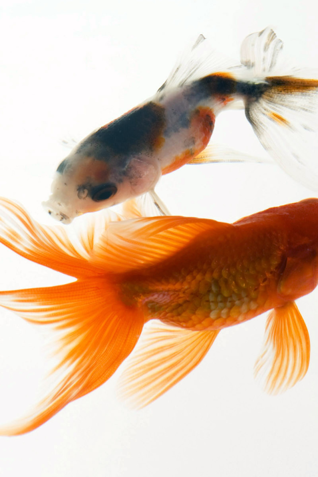 Аквариумные рыбки