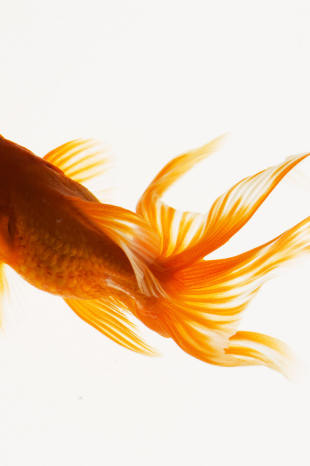 Красивая рыбка