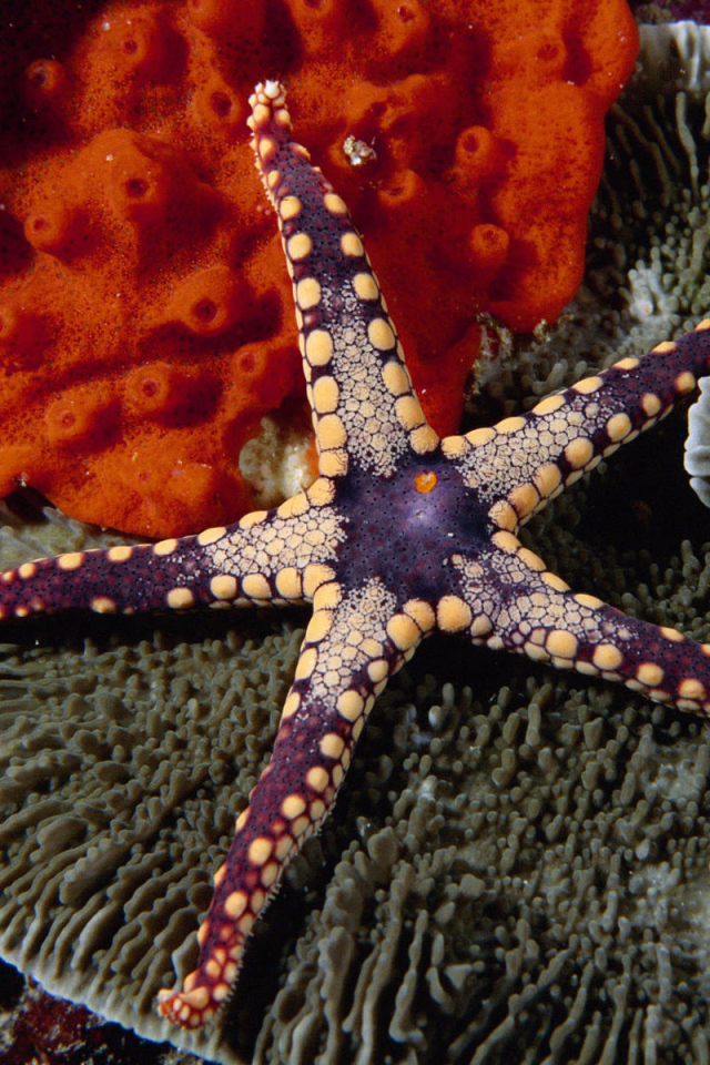 Красивая морская звезда
