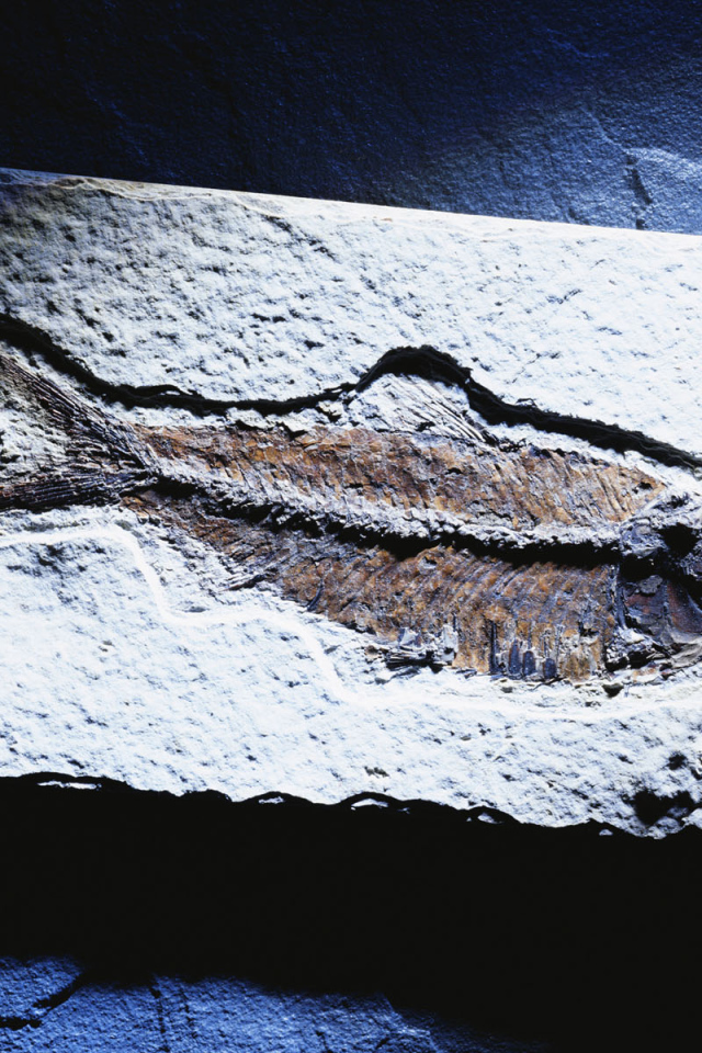 Синяя рыбка