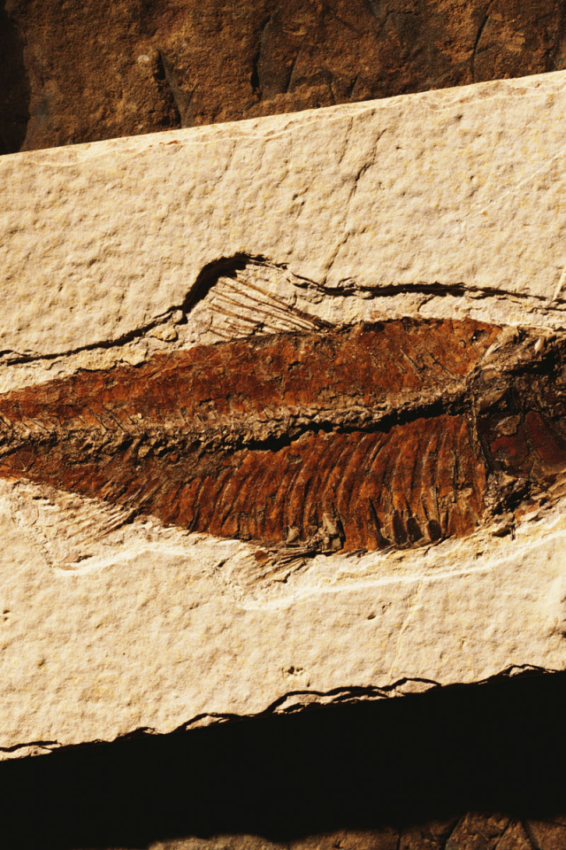 Коричневая рыбка