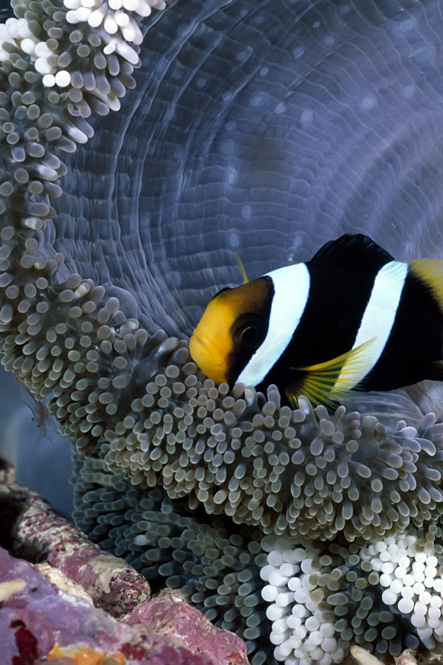 коралловая рыбка