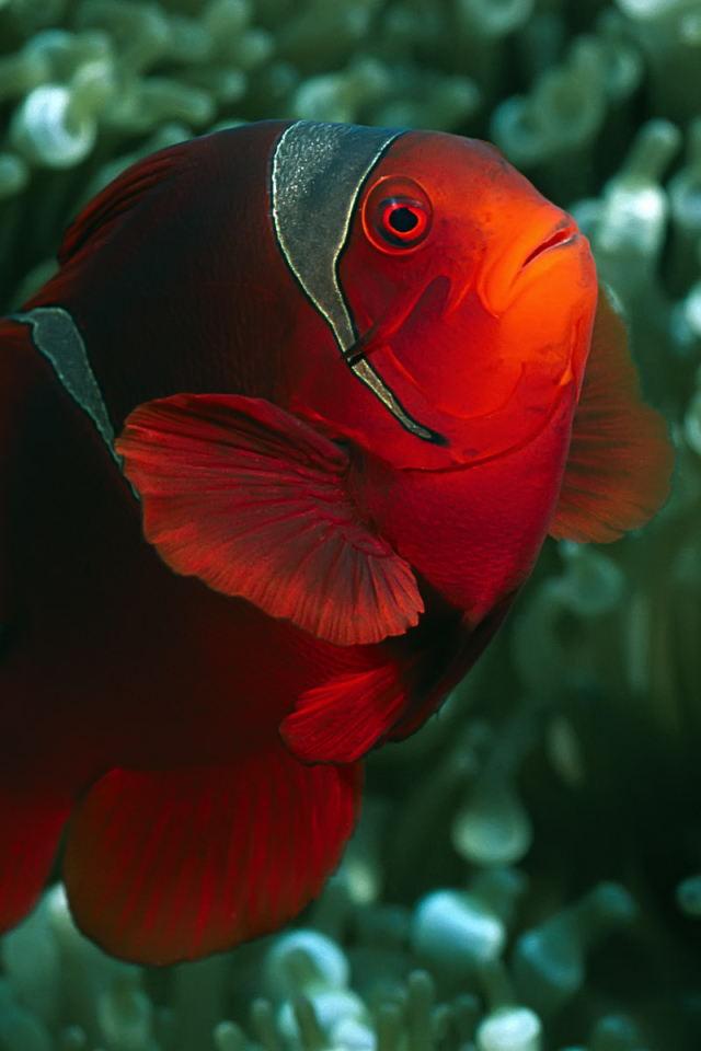 коралловый житель