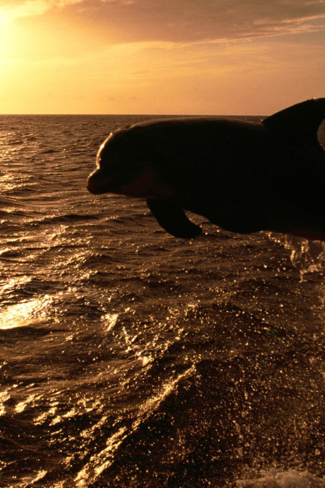 Дельфин на закате