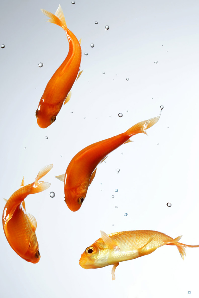 Золотые рыбки