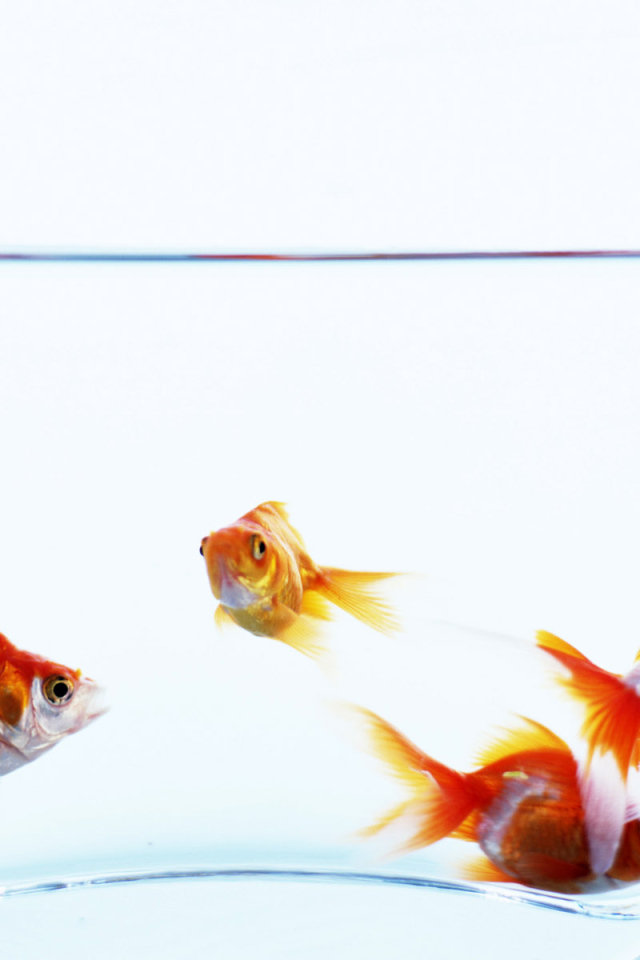 Золотые рыбки в аквариуме