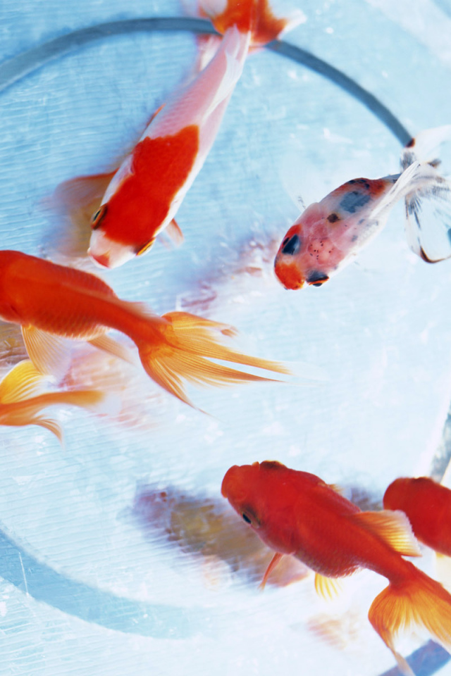 Золотые рыбки на дне аквариума