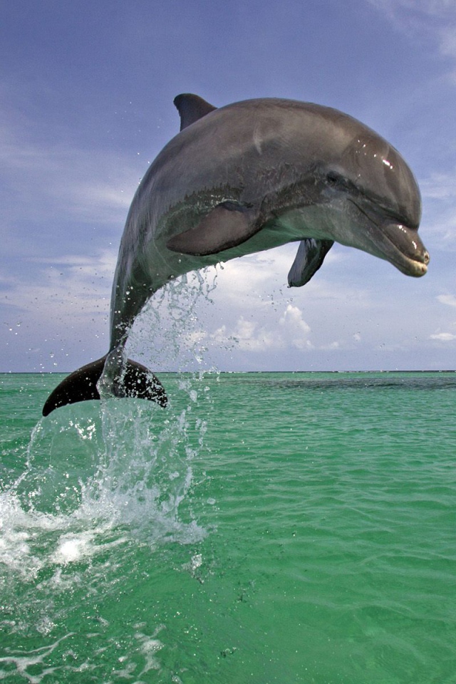 Красавец дельфин