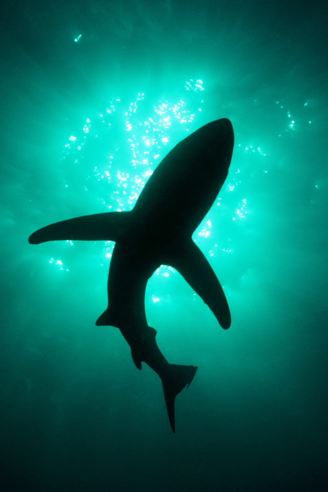 Хищная акула людоед