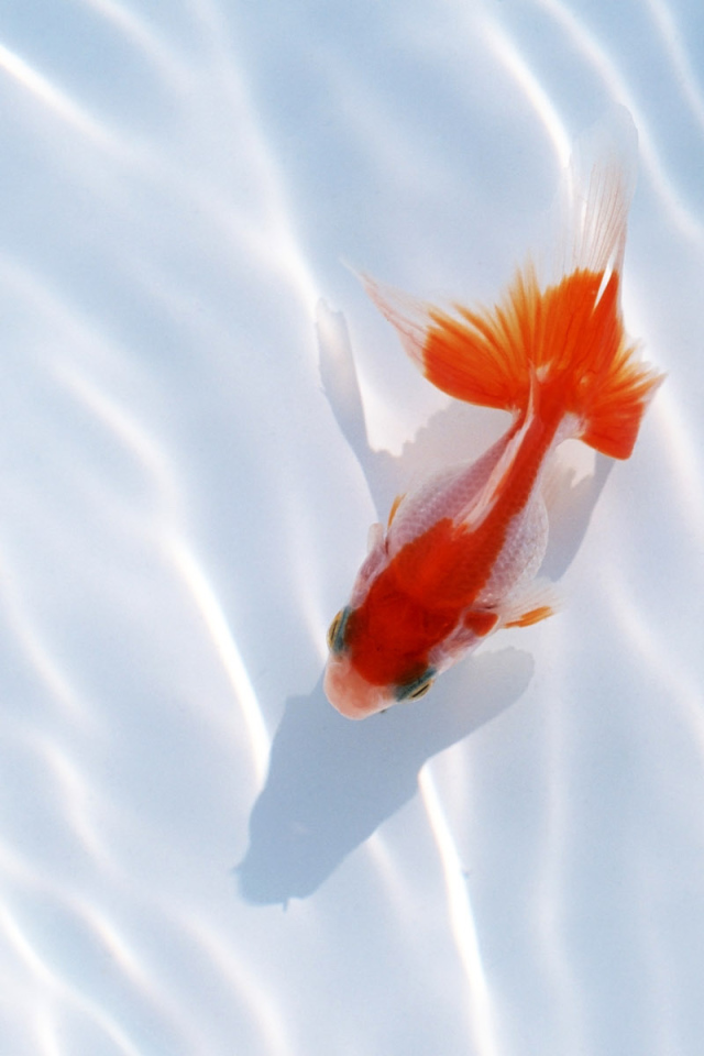 Красная рыбка