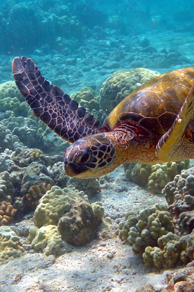 Морская черепаха