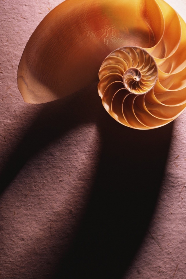 Морская ракушка