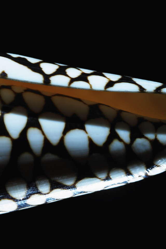 Морская ракушка