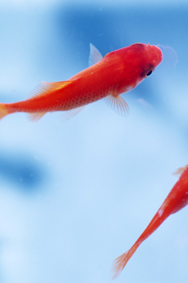 Маленькие рыбки