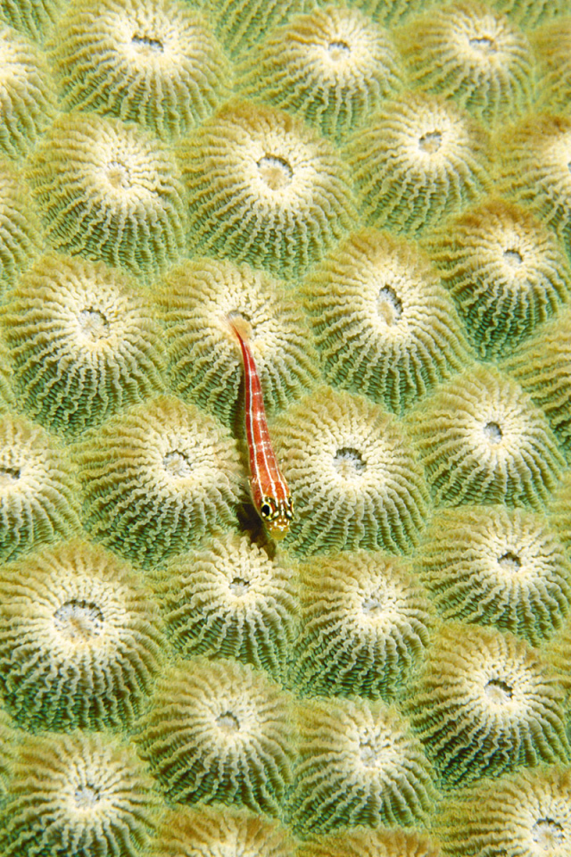 Маленький морской житель