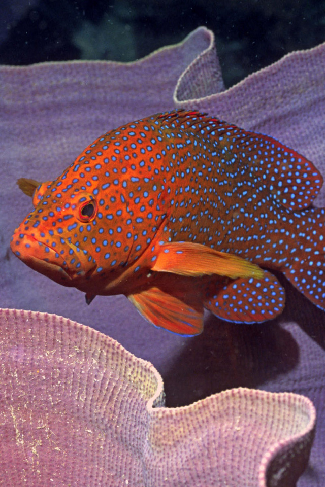 Пятнистая рыба