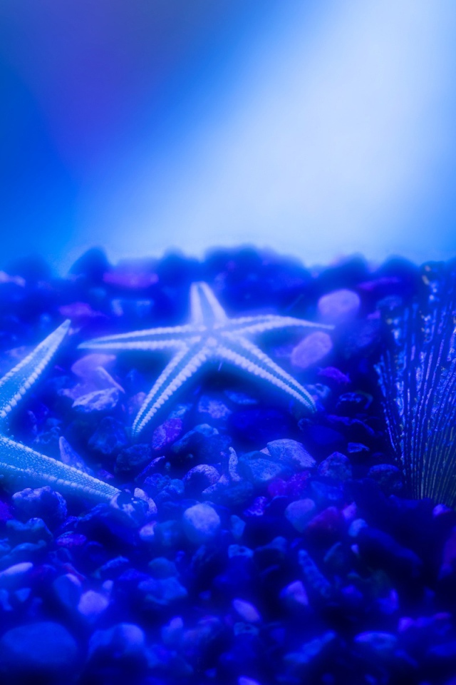 Морские звезды