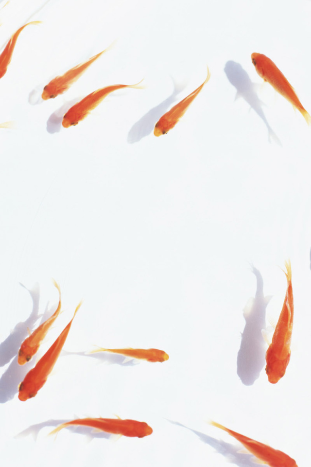 Аквариум с золотыми рыбками