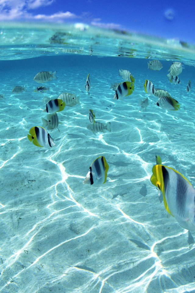 Морские обитатели