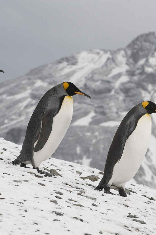 Семейка пингвинов