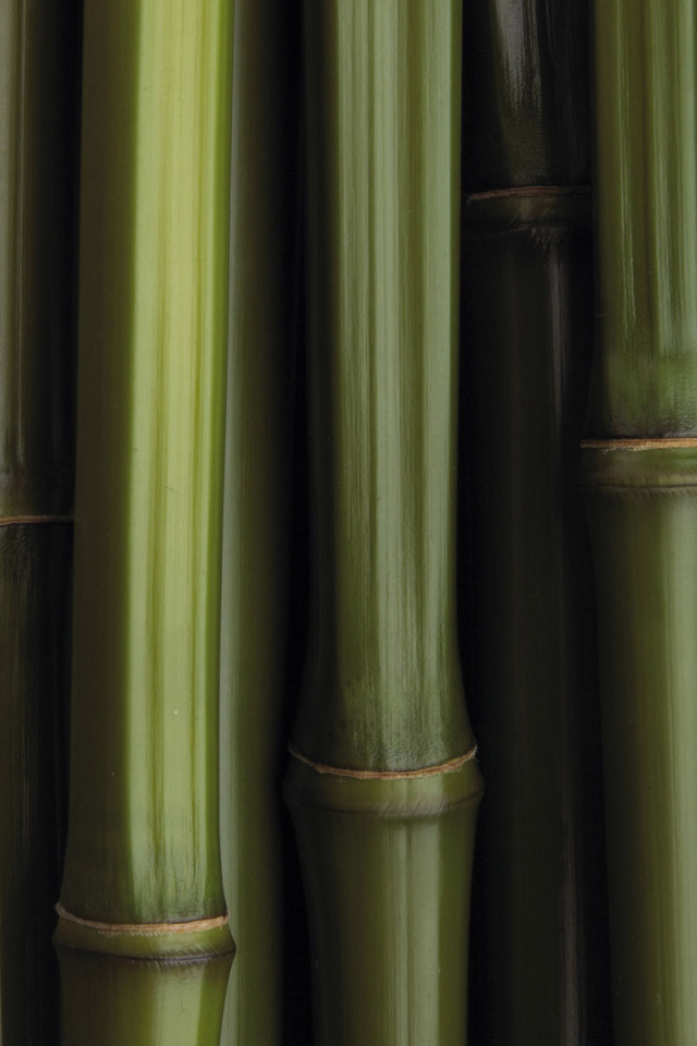 Бамбуковая текстура