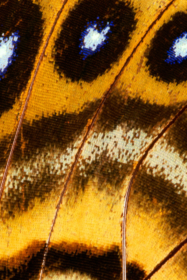 Перья павлина