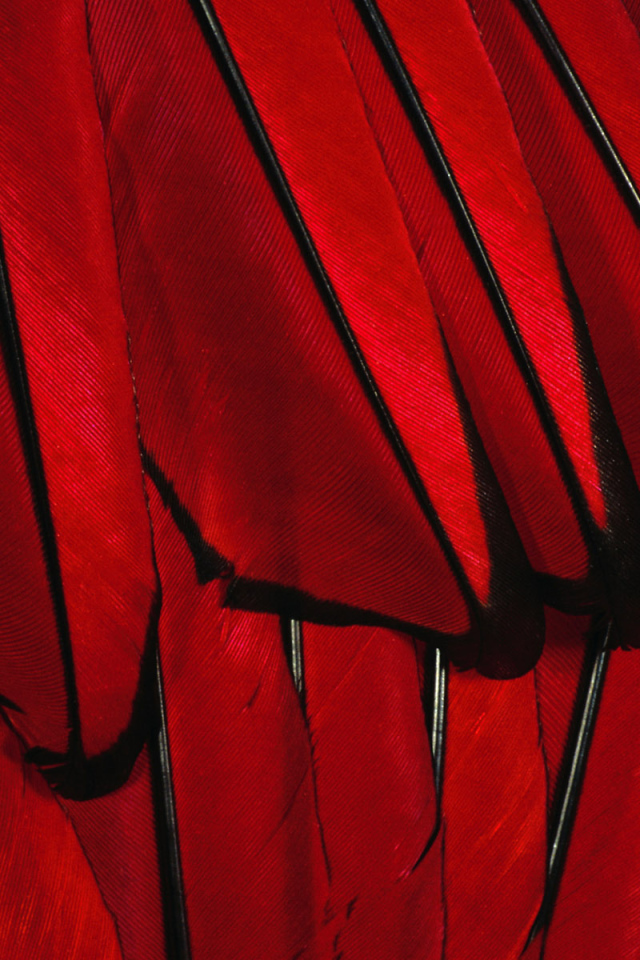 Красные перья