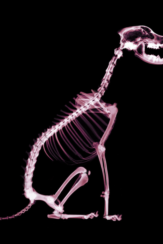 Скелет собаки