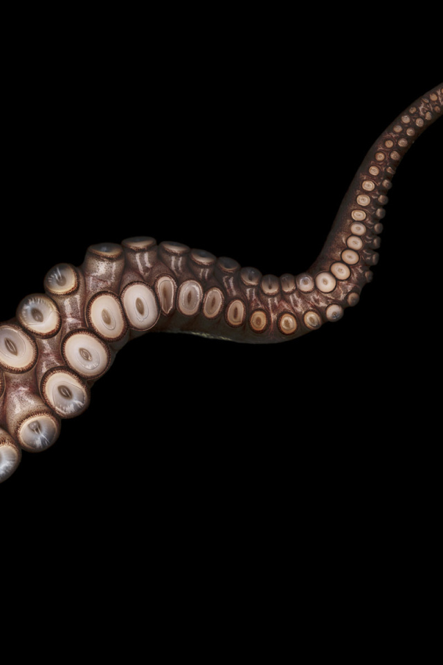 Щупальца осьминога