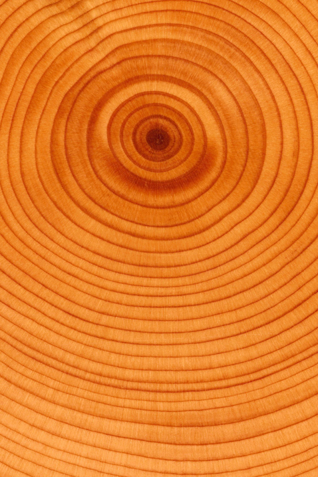 Текстура колец дерева
