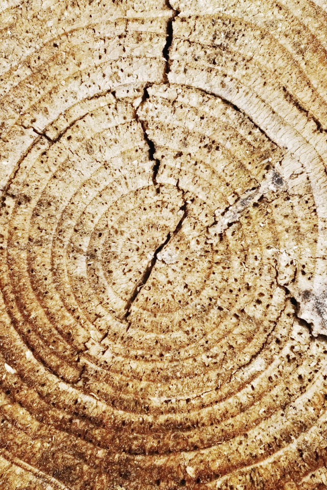 Кольца дерева