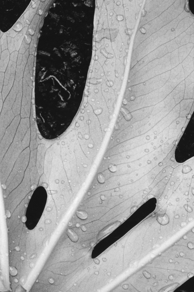 Влажный лист