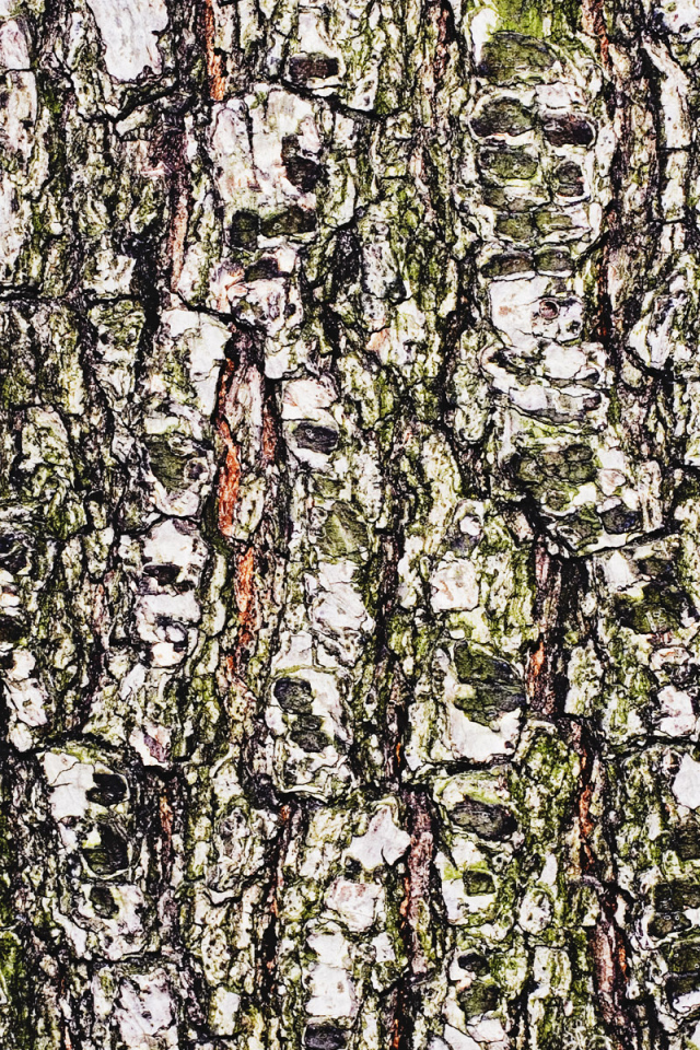 Древесная кора