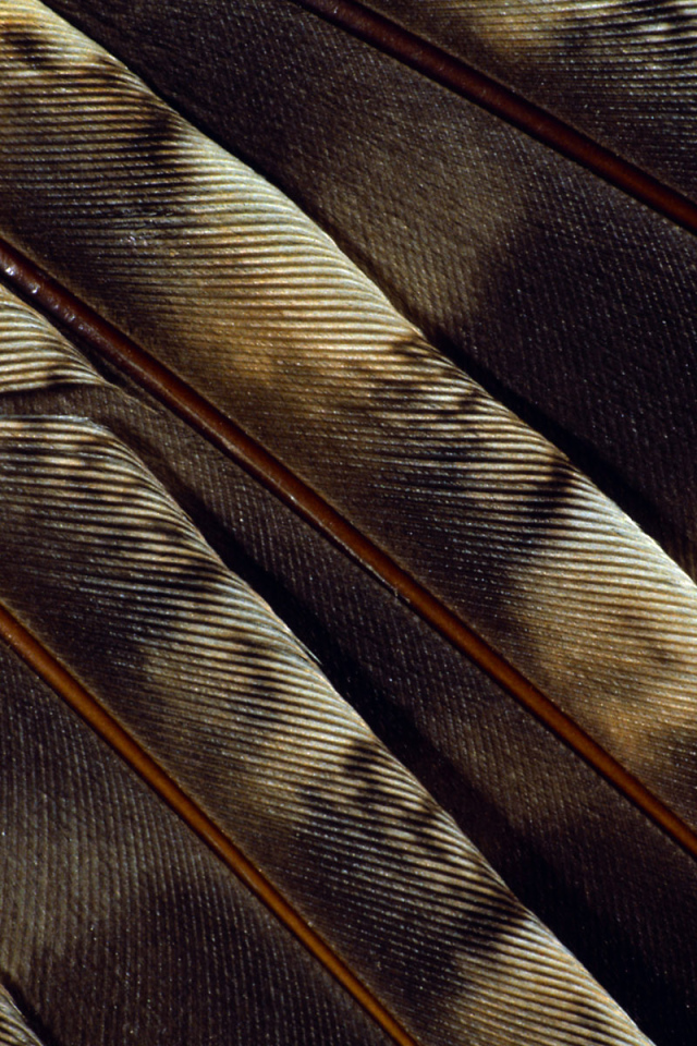 Текстура пера