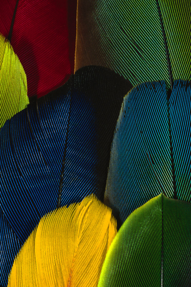 Перья попугая