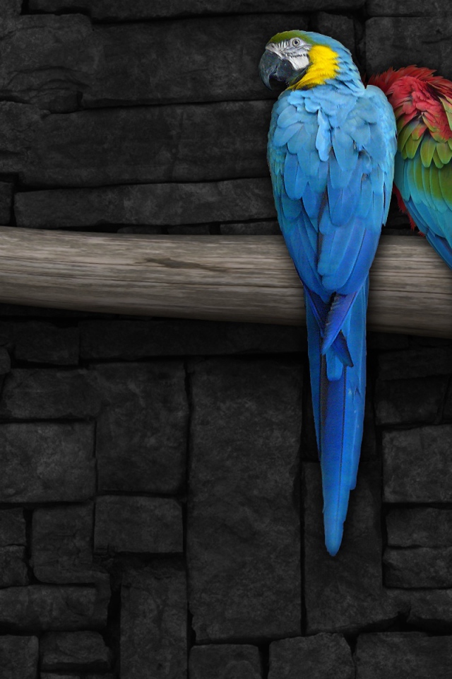 Красочные попугаи