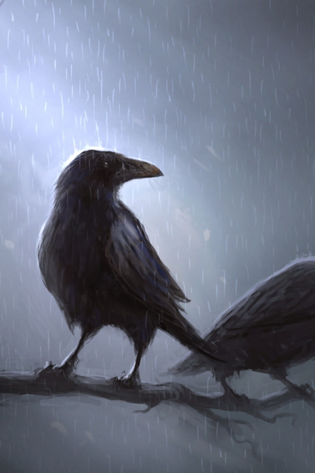 Вороны под дождем