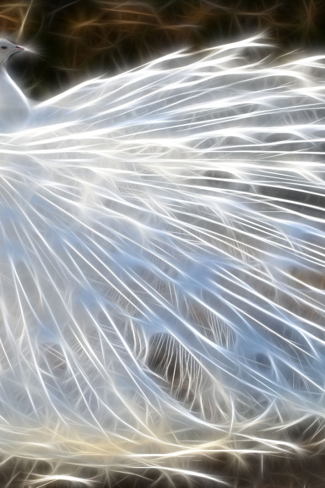 Белый павлин