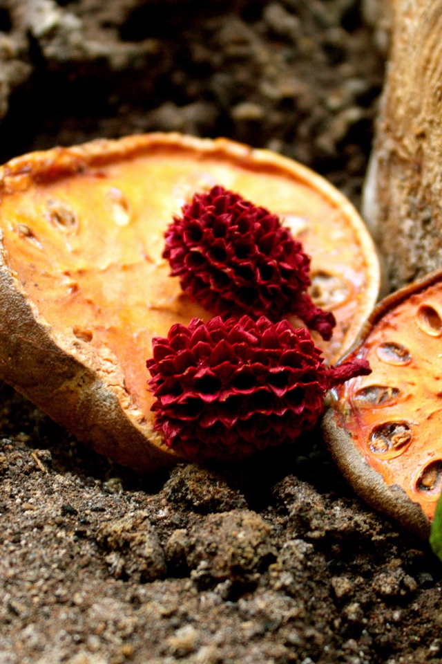 Сушеные фрукты