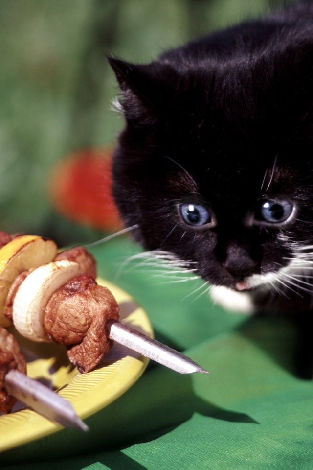 кот любитель барбекю