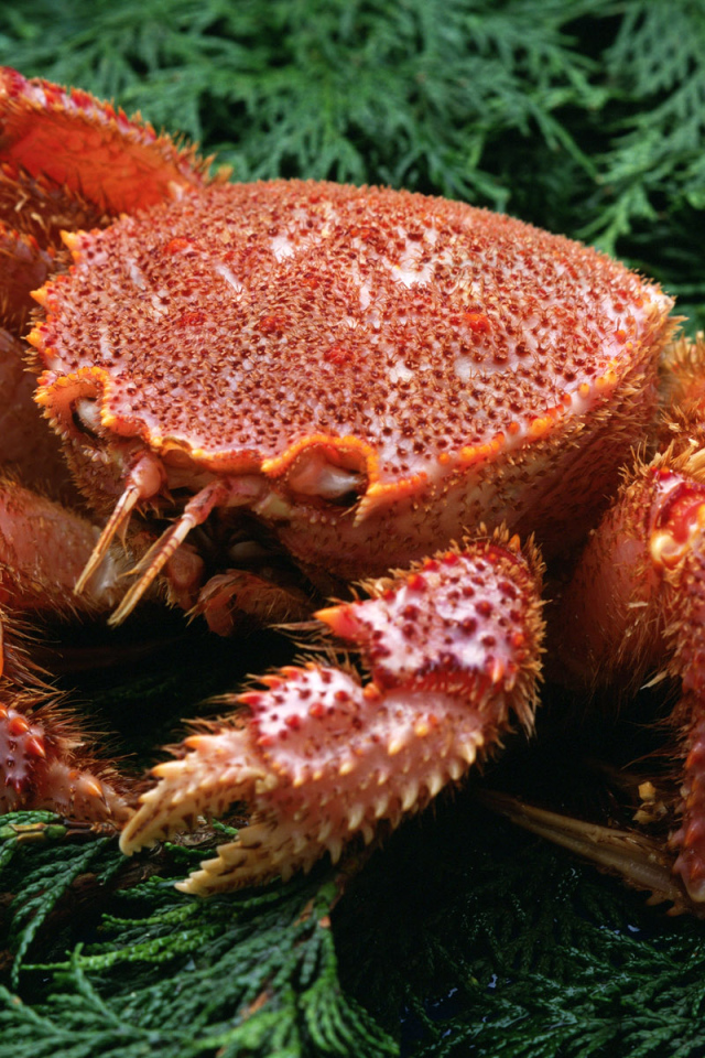 Большой краб