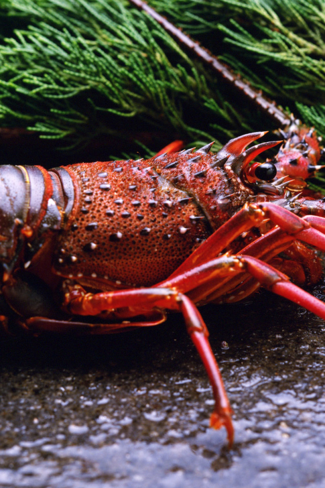 Отваренный ракообразный