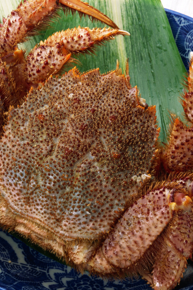 Колючий краб