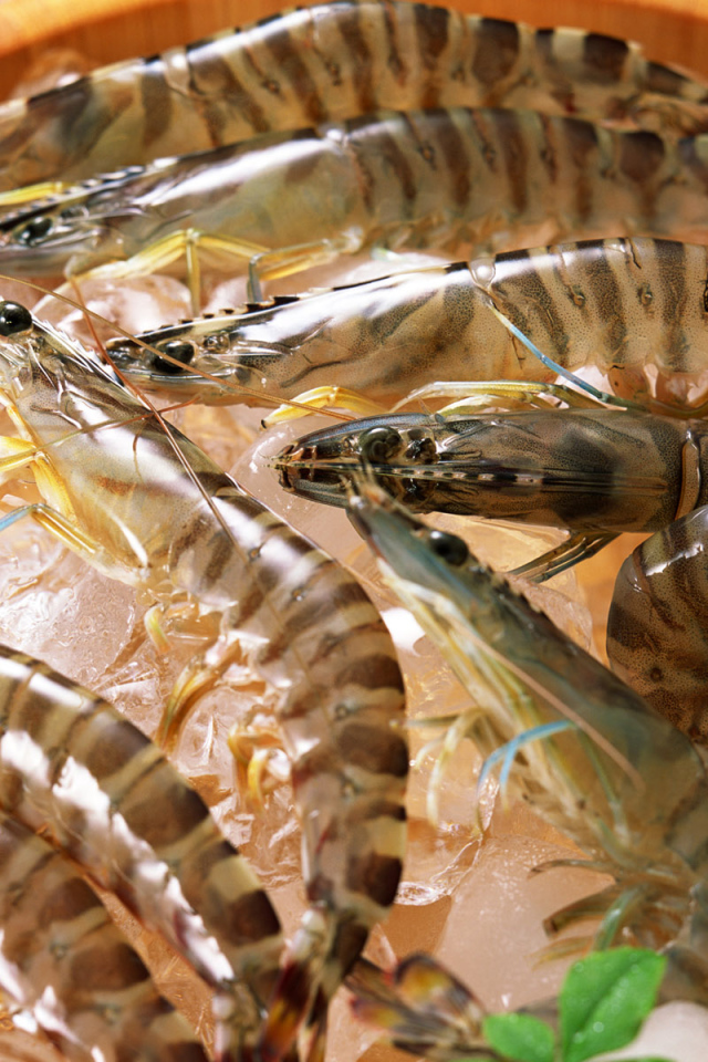 Полосатые креветки