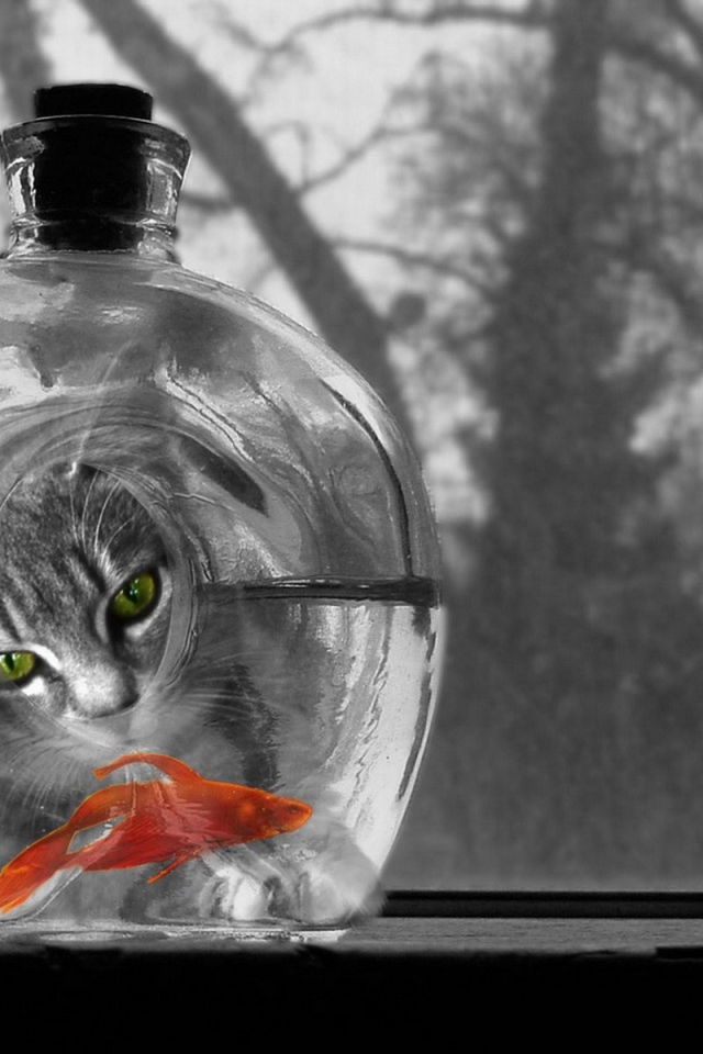 Котяра и рыбка