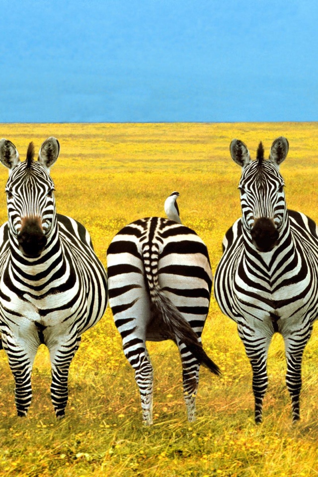 Полосатый баланс