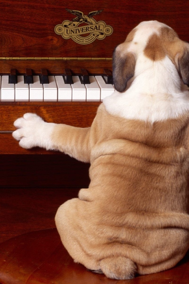 Шарпей музыкант