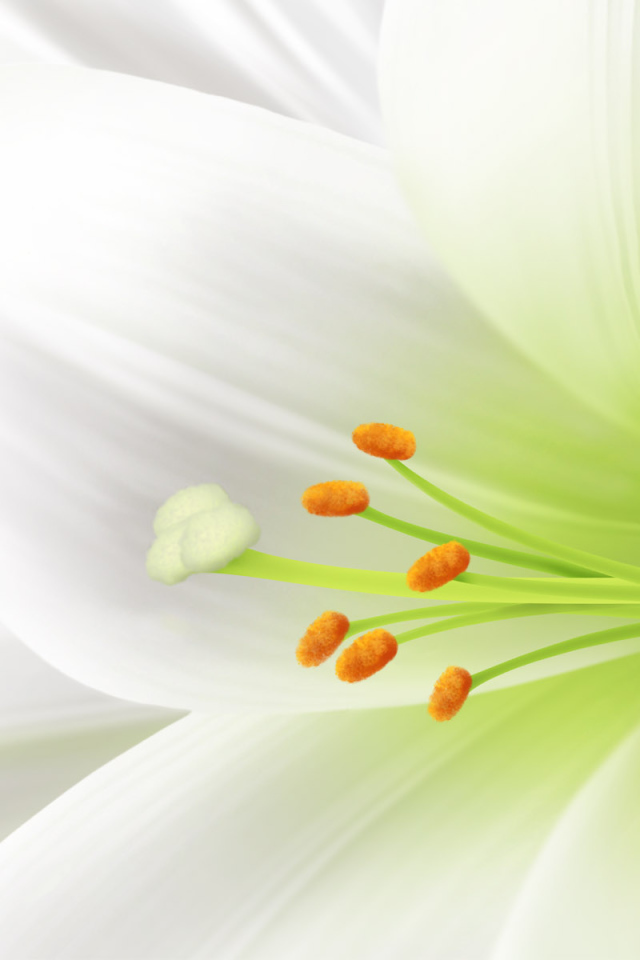 Пасхальный цветок