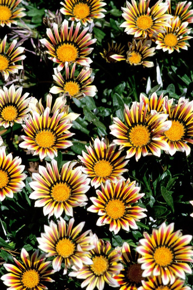 Прекрасные цветы